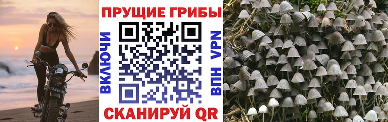 Псилоцибиновые грибы MAGIC MUSHROOMS  продажа наркотиков  Кулебаки 